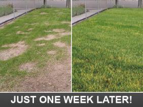 this is how your lawn will look one week later with the help of our Hallandale irrigation repair specialists